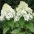 Гортензія волотиста "Вайт Леді" HYDRANGEA PANICULATA 'WHITE LADY' висота 70 см Білий 563 фото