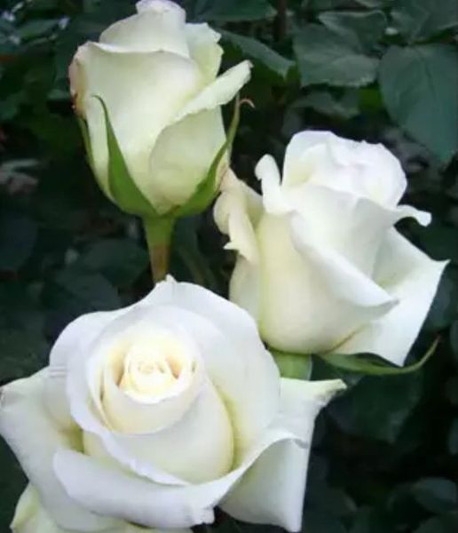 Троянда чайно-гібридна ''Анастасія'' ROSE 'ANASTASIA' висота 80-150 см Білий 332 фото
