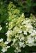 Гортензія волотиста "Вайт Леді" HYDRANGEA PANICULATA 'WHITE LADY' висота 70 см Білий 563 фото 3