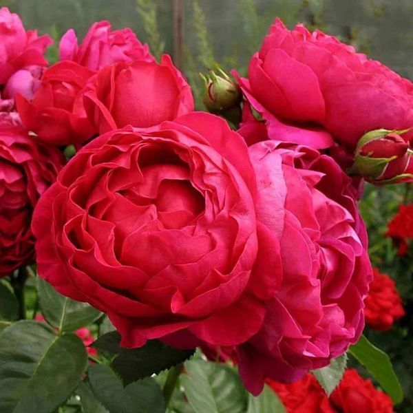 Махрова Англійська плетиста троянда ''Дарсі Ред'' ROSE 'DARCEY RED' Малиново-червоний 481 фото