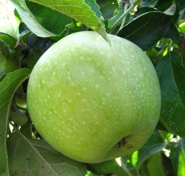 Яблуня 'Семеринка' MALUS DOMESTICA "SEMERINKA" висота 120-140 см Зелений 240 фото