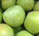 Яблуня 'Семеринка' MALUS DOMESTICA "SEMERINKA" висота 120-140 см Зелений 240 фото 3