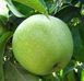 Яблуня 'Семеринка' MALUS DOMESTICA "SEMERINKA" висота 120-140 см Зелений 240 фото 2