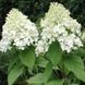Гортензія волотиста "Вайт Леді" HYDRANGEA PANICULATA 'WHITE LADY' висота 70 см Білий 563 фото 1
