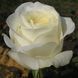 Троянда чайно-гібридна ''Анастасія'' ROSE 'ANASTASIA' висота 80-150 см Білий 332 фото 2