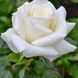 Троянда чайно-гібридна ''Анастасія'' ROSE 'ANASTASIA' висота 80-150 см Білий 332 фото 1