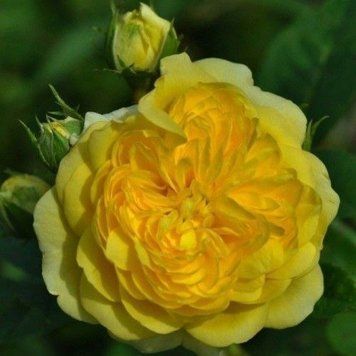 Троянда чайно-гібридна ''Анні Дюпрей'' ROSE 'ANNY DUPEREY' висота 80-150 см Жовтий 333 фото