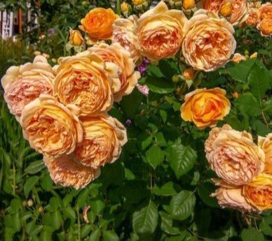 Махрова Англійська плетиста троянда ''Каралуна'' ROSE 'CARALUNA' Помаранчевий 482 фото