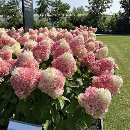 Гортензія волотиста &laquo;Пінкі Проміс&raquo; HYDRANGEA PANICULATA &lsquo;PINKY PROMISE&rsquo; глечик 5 л ЗКС, висота 60-70 см Рожево-білий 1002 фото