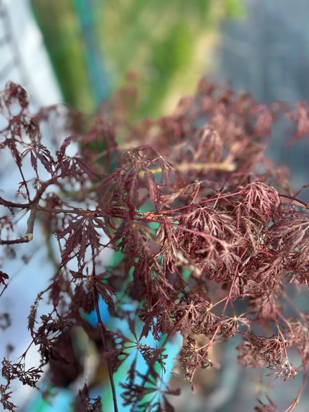 Клен японський ''Garnet'' ACER PALMATUM 'GARNET' Темно-червоний 1152 фото