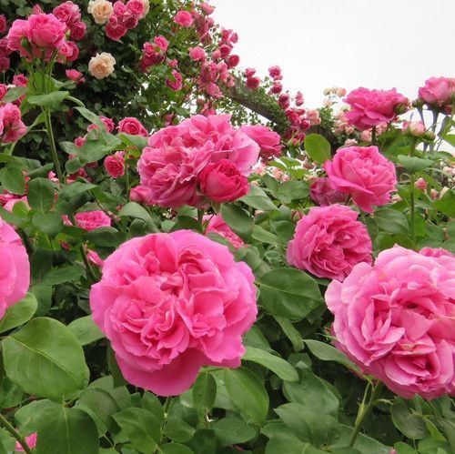 Махрова Англійська плетиста троянда '' Поль Нейрон'' ROSE 'PAUL NEYRON' Рожевий 518 фото