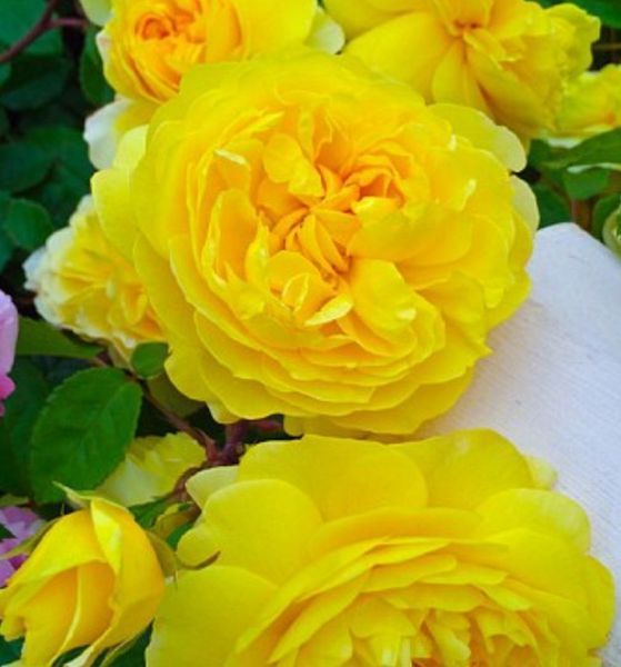 Роза чайно-гибридная ''Анни Дюпрей'' ROSE 'ANNY DUPEREY' высота 80-150 см Желтый 333 фото