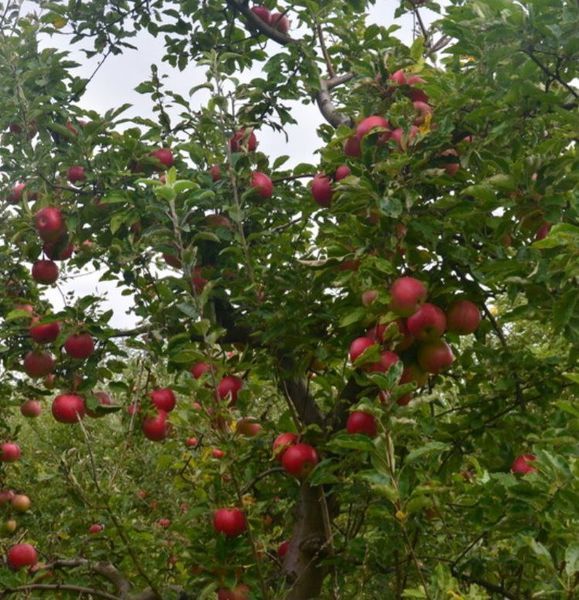 Яблуня 'Айдаред' MALUS DOMESTICA "IDARED" висота 120-140 см Червоний 241 фото
