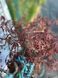 Клен японський ''Garnet'' ACER PALMATUM 'GARNET' Темно-червоний 1152 фото 3
