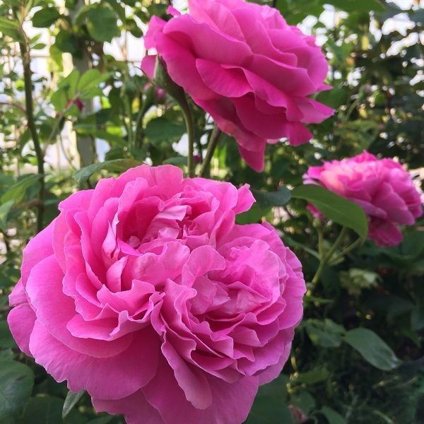 Махрова Англійська плетиста троянда '' Поль Нейрон'' ROSE 'PAUL NEYRON' Рожевий 518 фото