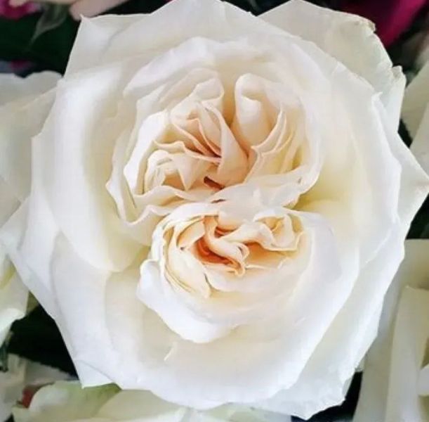 Троянда чайно-гібридна ''Вайт Охара'' ROSE 'WHITE O'HARA' висота 80-150 см Білий 383 фото