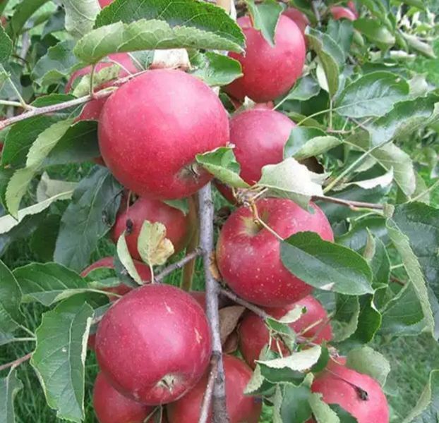 Яблуня 'Айдаред' MALUS DOMESTICA "IDARED" висота 120-140 см Червоний 241 фото