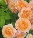 Махрова Англійська плетиста троянда ''Каралуна'' ROSE 'CARALUNA' Помаранчевий 482 фото 3