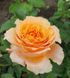 Махрова Англійська плетиста троянда ''Каралуна'' ROSE 'CARALUNA' Помаранчевий 482 фото 1