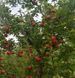 Яблуня 'Айдаред' MALUS DOMESTICA "IDARED" висота 120-140 см Червоний 241 фото 4
