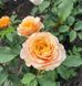 Махрова Англійська плетиста троянда ''Каралуна'' ROSE 'CARALUNA' Помаранчевий 482 фото 2