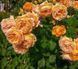 Махрова Англійська плетиста троянда ''Каралуна'' ROSE 'CARALUNA' Помаранчевий 482 фото 4