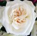 Троянда чайно-гібридна ''Вайт Охара'' ROSE 'WHITE O'HARA' висота 80-150 см Білий 383 фото 2