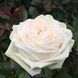 Троянда чайно-гібридна ''Вайт Охара'' ROSE 'WHITE O'HARA' висота 80-150 см Білий 383 фото 1