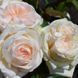 Троянда чайно-гібридна ''Вайт Охара'' ROSE 'WHITE O'HARA' висота 80-150 см Білий 383 фото 4