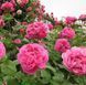 Махрова Англійська плетиста троянда '' Поль Нейрон'' ROSE 'PAUL NEYRON' Рожевий 518 фото 3