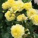 Роза чайно-гибридная ''Анни Дюпрей'' ROSE 'ANNY DUPEREY' высота 80-150 см Желтый 333 фото 3