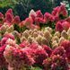 Гортензія волотиста &laquo;Пінкі Проміс&raquo; HYDRANGEA PANICULATA &lsquo;PINKY PROMISE&rsquo; глечик 5 л ЗКС, висота 60-70 см Рожево-білий 1002 фото 4