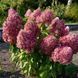 Гортензія волотиста &laquo;Пінкі Проміс&raquo; HYDRANGEA PANICULATA &lsquo;PINKY PROMISE&rsquo; глечик 5 л ЗКС, висота 60-70 см Рожево-білий 1002 фото 5