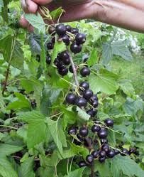 Смородина &laquo;Черный Бумер&raquo; (RIBES NIGRUM &lsquo;Black Boomer&rsquo;) Черный 953 фото