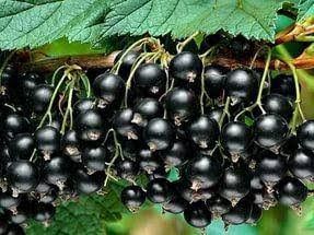 Смородина &laquo;Черный Бумер&raquo; (RIBES NIGRUM &lsquo;Black Boomer&rsquo;) Черный 953 фото