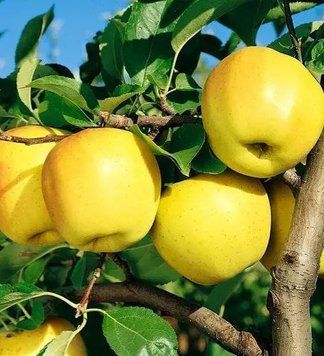 Яблоня 'Голден' MALUS DOMESTICA "GOLDEN" высота 120-140 см Желтый 242 фото