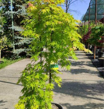 Клен японський ''Pin Filigree'' ACER PALMATUM 'PIN FILIGREE' 160-170 см Насичено-зелений 1153 фото