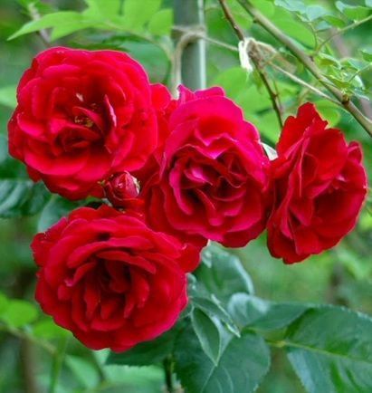 Троянда плетиста ''Симпатія'' ROSE 'SYMPATHIE' висота від 3 до 7 метрів Червоний 434 фото