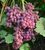 Виноград Кишмиш 'Велес' VITIS VINIFERA ''VELES'' возраст 2 года Розовый 284 фото