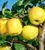 Яблуня 'Голден' MALUS DOMESTICA "GOLDEN" висота 120-140 см Жовтий 242 фото