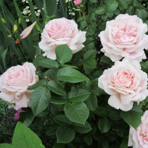 Роза чайно-гибридная ''Эмейзин грейс'' ROSE 'AMAZING GRACE' высота 80-150 см Нежно-розовый 334 фото