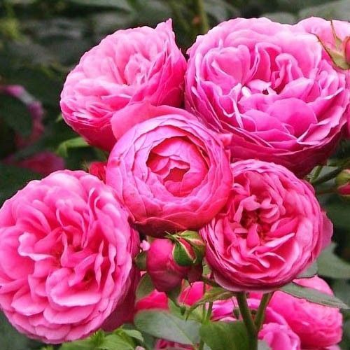 Махрова Англійська троянда ''Помпонелла'' ROSE 'POMPONELLA' Насичено-рожевий 483 фото
