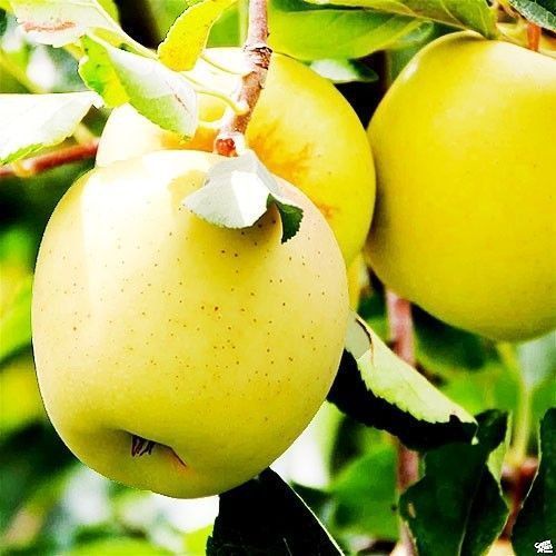 Яблуня 'Голден' MALUS DOMESTICA "GOLDEN" висота 120-140 см Жовтий 242 фото
