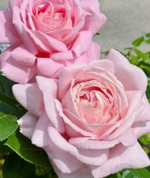 Роза чайно-гибридная ''Эмейзин грейс'' ROSE 'AMAZING GRACE' высота 80-150 см Нежно-розовый 334 фото