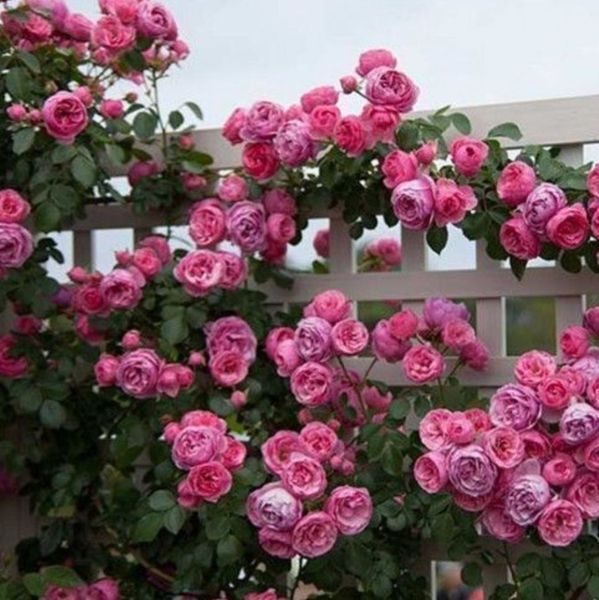 Махрова Англійська троянда ''Помпонелла'' ROSE 'POMPONELLA' Насичено-рожевий 483 фото