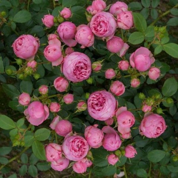 Махрова Англійська троянда ''Помпонелла'' ROSE 'POMPONELLA' Насичено-рожевий 483 фото