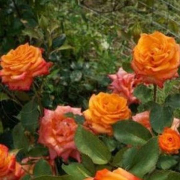 Роза чайно-гибридная ''Лолита'' ROSE 'LOLITA' высота 80-150 см Оранжевый 384 фото