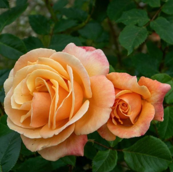 Роза чайно-гибридная ''Лолита'' ROSE 'LOLITA' высота 80-150 см Оранжевый 384 фото