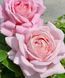 Роза чайно-гибридная ''Эмейзин грейс'' ROSE 'AMAZING GRACE' высота 80-150 см Нежно-розовый 334 фото 2