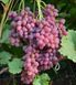 Виноград Кишмиш 'Велес' VITIS VINIFERA ''VELES'' возраст 2 года Розовый 284 фото 1
